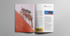 Oxitec Print Brochure