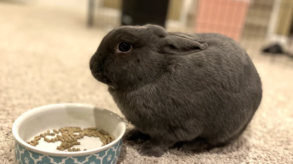 Maisey, a grey bunny, rests next to her bowl of pellets, after eating her dinner.